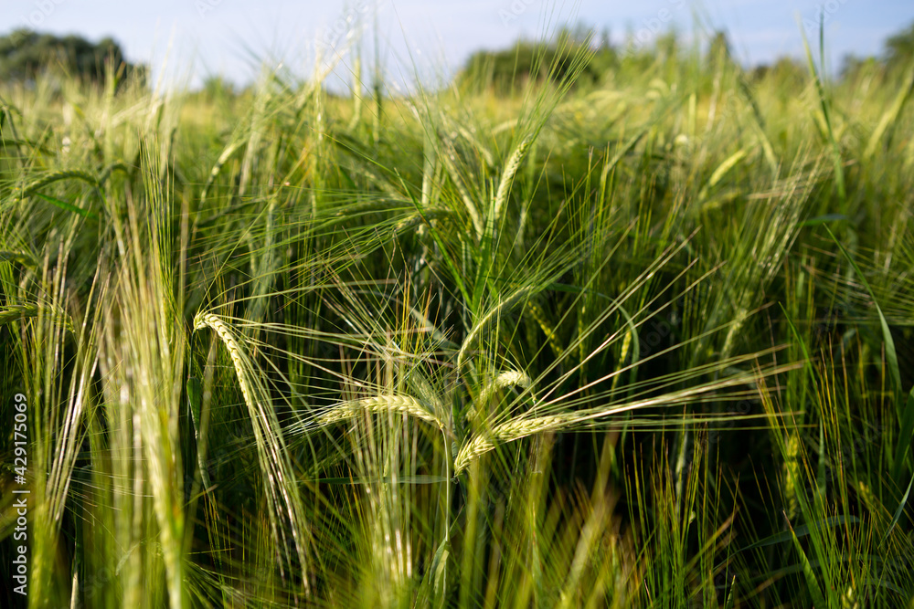 Summer landscape with green field Summer landscape with green field