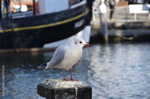 Möwe im Büsumer Hafen