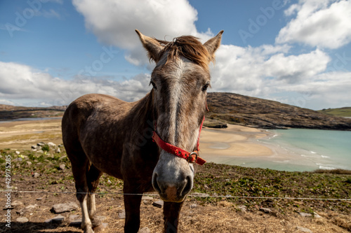 Horse looking straight at the camera in the beautiful scenario of Barley Cove, Mizen Peninsula, County Cork, Ireland