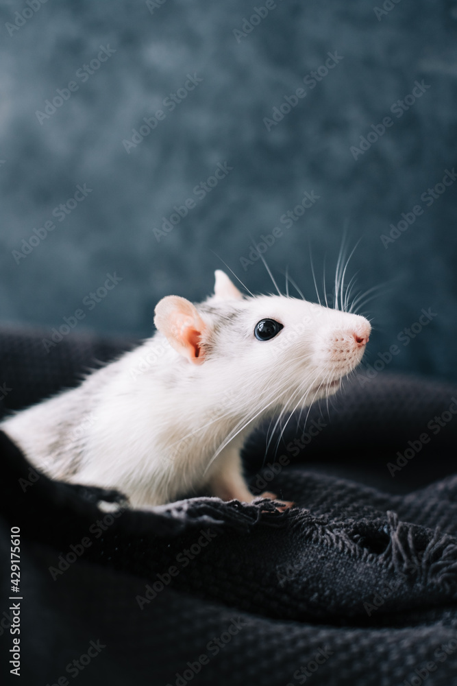 White funny decorative home rat sniffs the area on a gray plaid. White funny decorative home rat sniffs the area on a gray plaid.