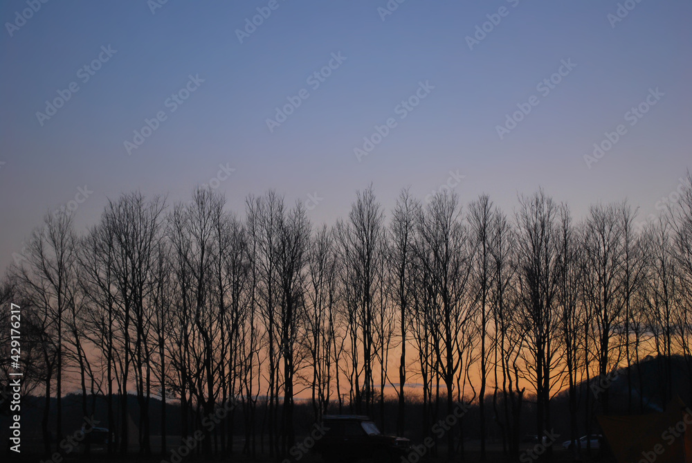 Fototapeta premium 樹木