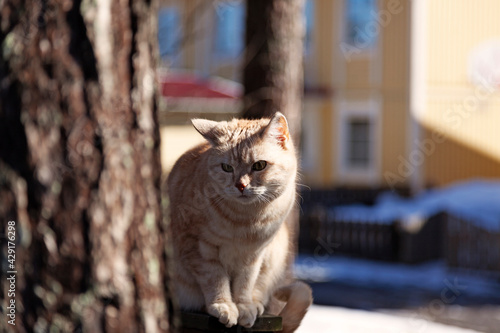 Photography curious yellowish cat that has crawled up on a branch to see better