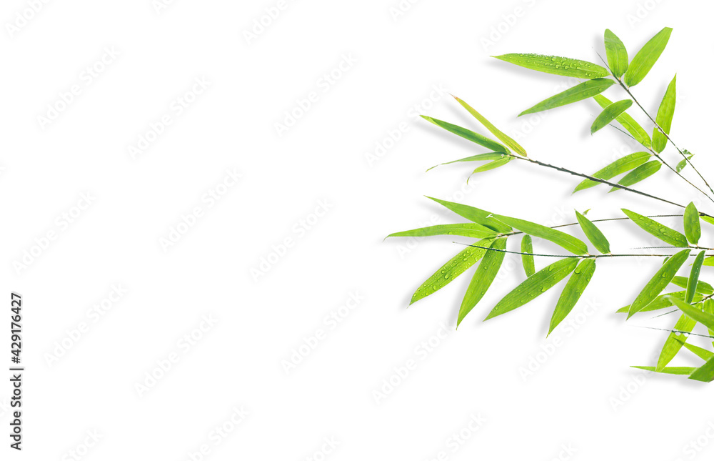 Fototapeta premium bamboo isolated on white background