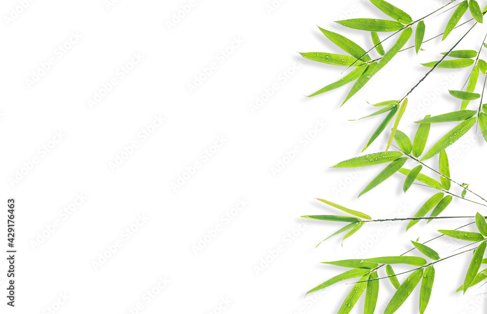 Fototapeta premium bamboo isolated on white background