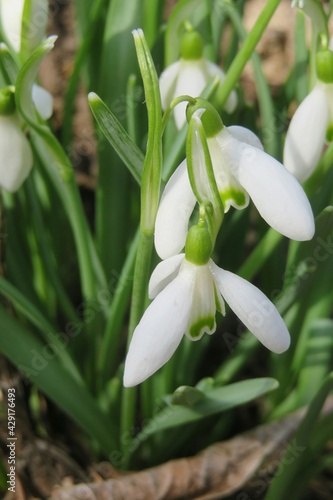 Beautiful white galanthus snowdrop flowers in spring  closeup