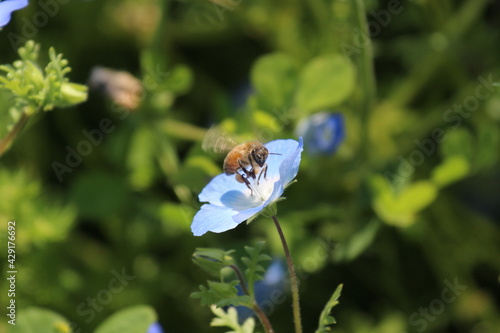 ネモフィラと蜂