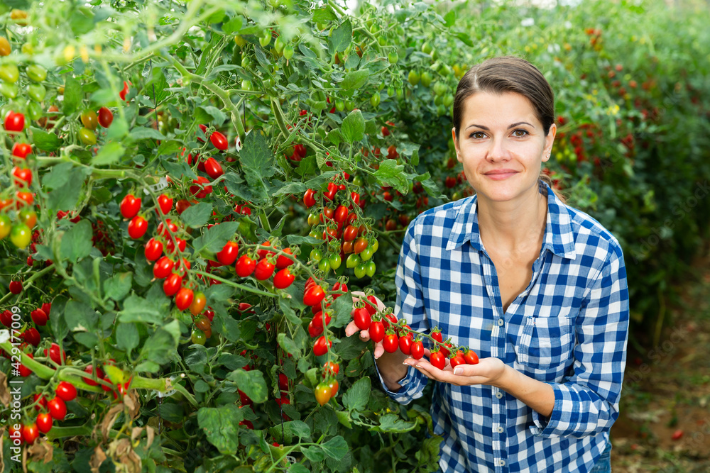 Fototapeta premium Young woman greenhouse owner standing near growing red cherry tomatoes, proud of good harvest