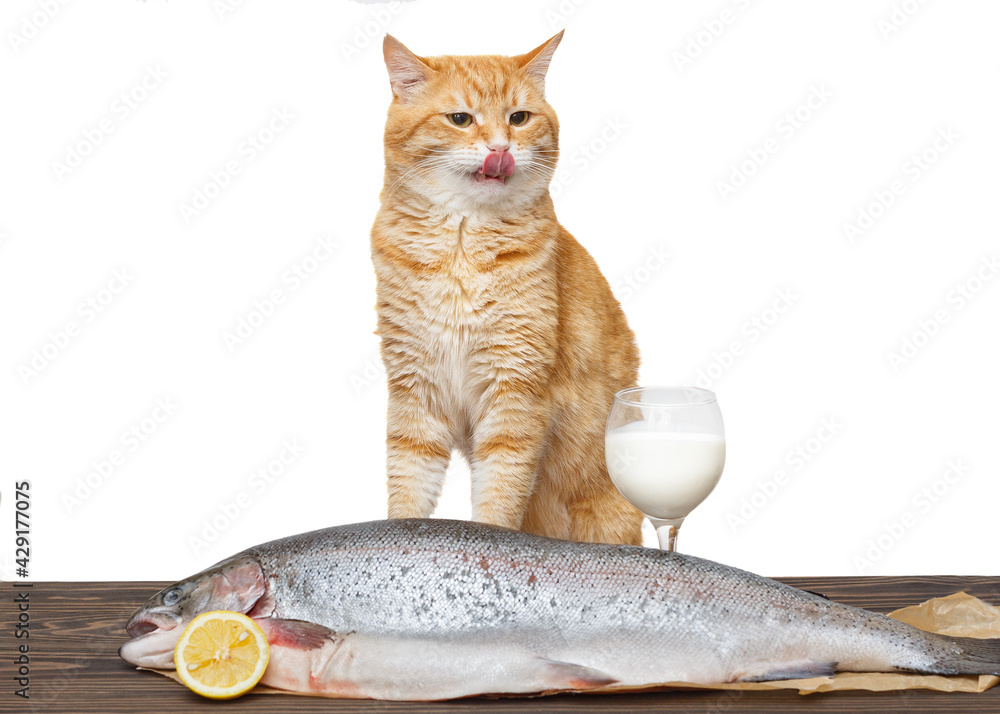 Red cat and a large trout