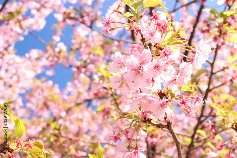 さくら 桜 サクラ 満開 綺麗 鮮やか かわいい 美しい きれい ピンク 青空 卒業