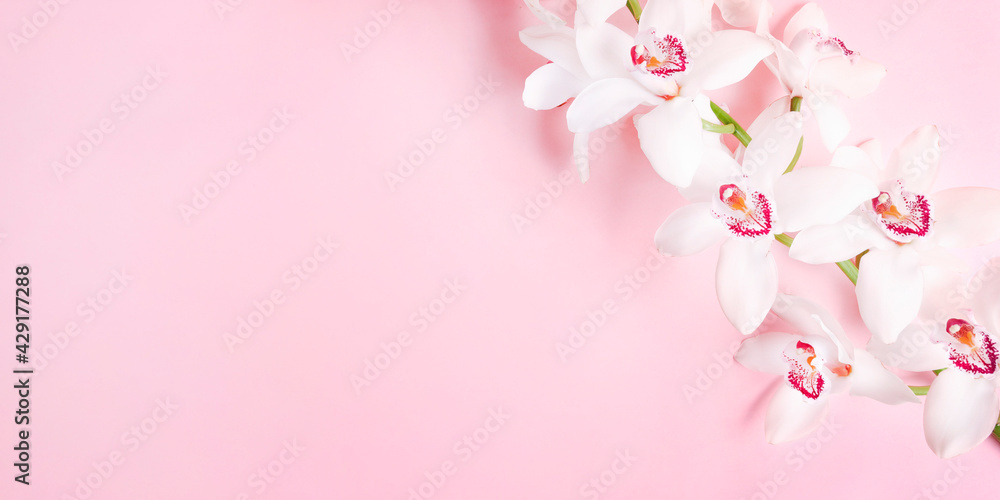 Beautiful white orchid flower on pink background. Close-up, copy space.