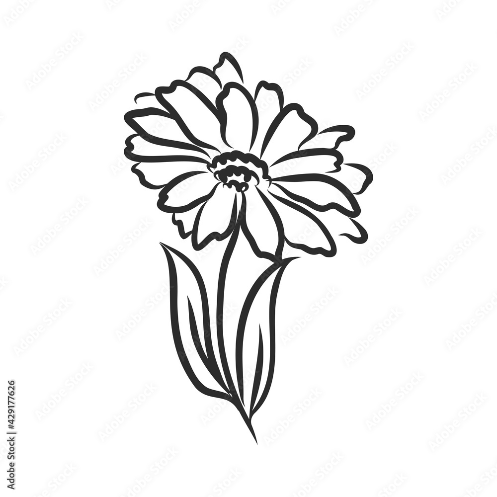 Ink, pencil, the leaves and flowers of apple isolated. Line art transparent background. Hand drawn nature painting. Freehand sketching illustration. Ink, pencil, the leaves and flowers of apple isolated. Line art transparent background. Hand drawn nature painting. Freehand sketching illustration.