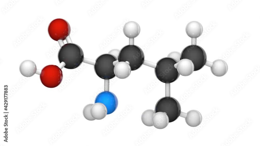 Leucine (symbol Leu or L) is an essential amino acid that is used in the biosynthesis of proteins. Formula: C6H13NO2. 3D render. Seamless loop. Structure model: Ball and Stick. White background. Leucine (symbol Leu or L) is an essential amino acid that is used in the biosynthesis of proteins. Formula: C6H13NO2. 3D render. Seamless loop. Structure model: Ball and Stick. White background.