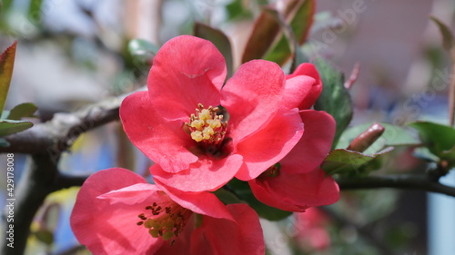 bright red flowers of Japanese quince close-up, flowering of an ornamental garden shrub chaenomeles, a sprig of a bush with scarlet petals and a yellow core