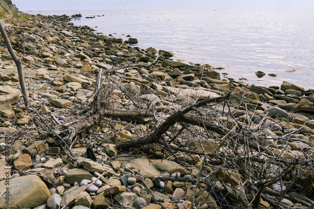 Garbage on the seashore. Branches and old trees thrown ashore after a storm. Stone beach. Nature background