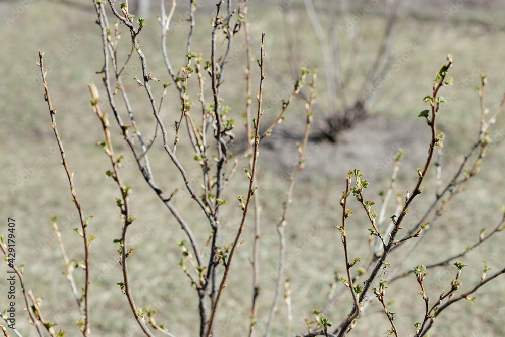 Currant bush with small green leaves on a spring day. Place for your text. Currant bush with small green leaves on a spring day. Place for your text.