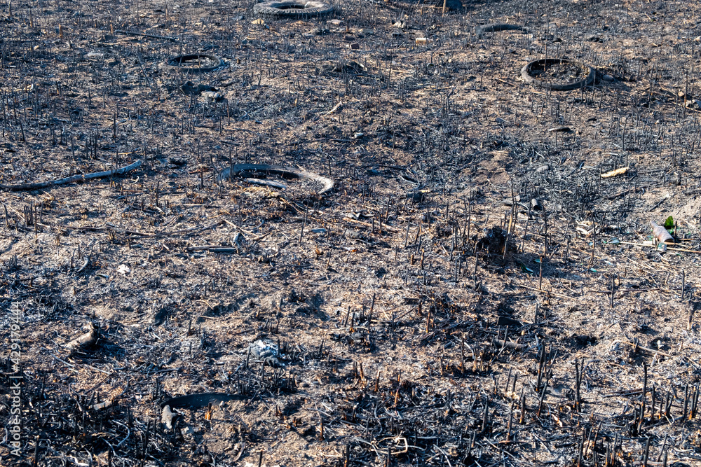 View of a small forest and shrubbery after the fire. Someone set fire to dry grass. The fire burned out the field. Black and gray ash, cinder, coals. Spring. Day.