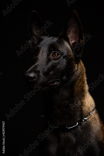 Belgian Malinois dog poses in the studio photo