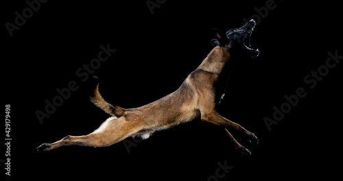 Foto Belgian Malinois dog poses in the studio