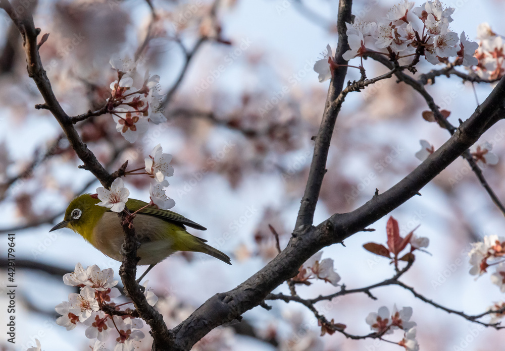 White eyes bird is tweeting on cherry blossom in Yamadaike Park Hirakata City Osaka, Japan. White eyes bird is tweeting on cherry blossom in Yamadaike Park Hirakata City Osaka, Japan.