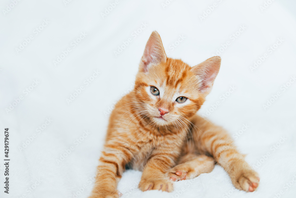 Obraz premium Cute ginger kitten sits of sofa