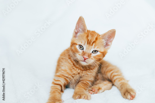 Cute ginger kitten sits of sofa © manuta