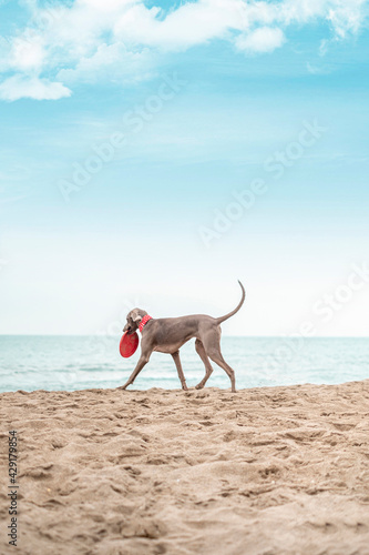 Young dog Weimaraner, breed weimaraner playing on the beach with a frisbee © ikuday