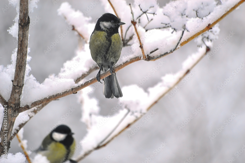 Two Great Tits (lat.Parus major) are sitting on a snow-covered tree branch. A lot of snow fell on a spring morning. Wet and fluffy. Two Great Tits (lat.Parus major) are sitting on a snow-covered tree branch. A lot of snow fell on a spring morning. Wet and fluffy.