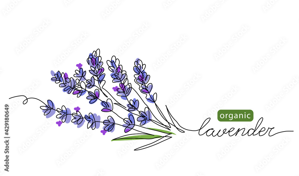 Lavender plant bunch, branch vector illustration. One continuous line drawing illustration with lettering organic lavender - obrazy, fototapety, plakaty 
