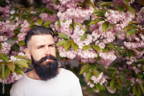 Serious stylish man with a long dark beard and mustache in a white t-shirt near blooming sakura trees in a park in nature. An adult guy with gray hair and dyed hair smokes a cigarette