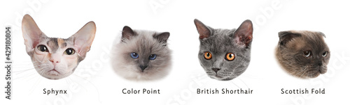 Different cute cats on white background, collage. Banner design