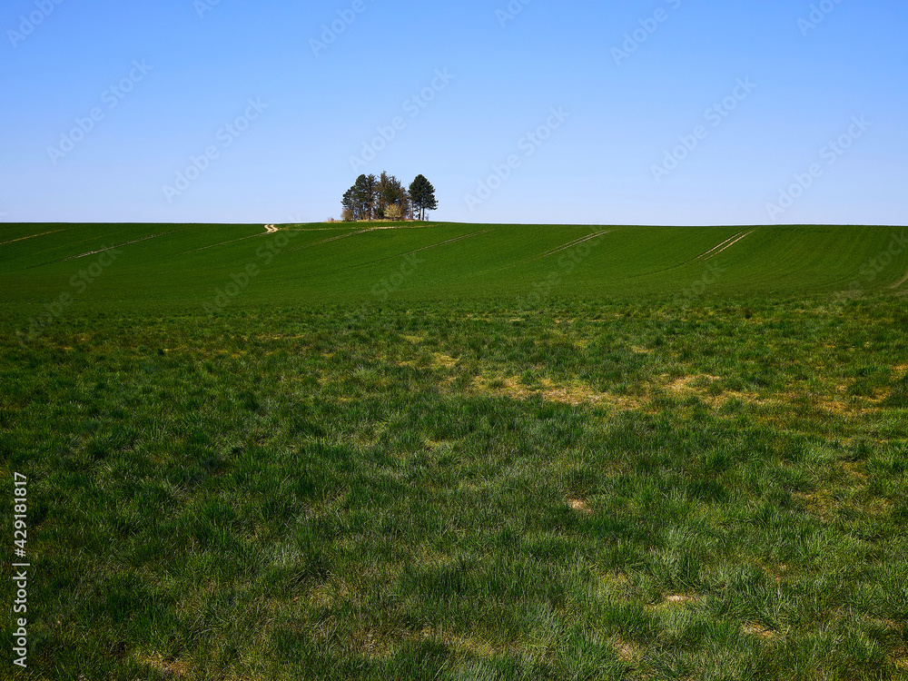 Green grass field with lonlely trees in a a summer spring sunny day Green grass field with lonlely trees in a a summer spring sunny day