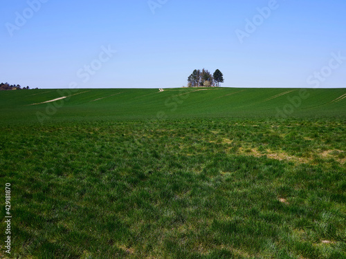 Green grass field with lonlely trees in a a summer spring sunny day
