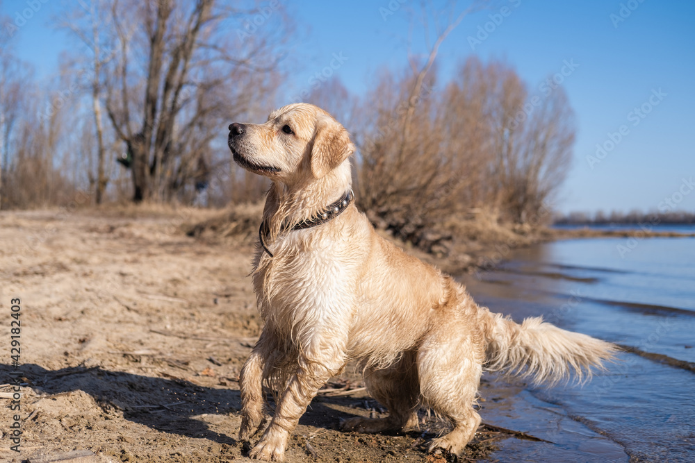 A wet golden retriever walks along the riverbed in nature. Portrait of a dog on a sunny day on the sand near the water. A wet golden retriever walks along the riverbed in nature. Portrait of a dog on a sunny day on the sand near the water.