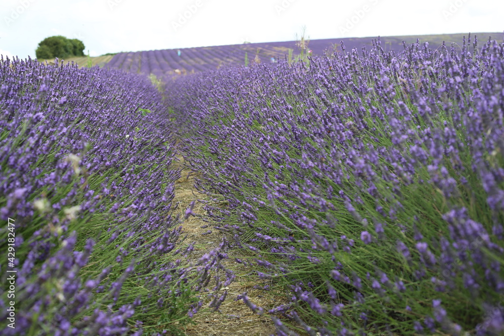Fototapeta premium field of lavender