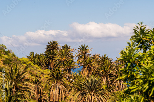 Paisaje protegido de la Rambla de Castro, en la isla de Tenerife