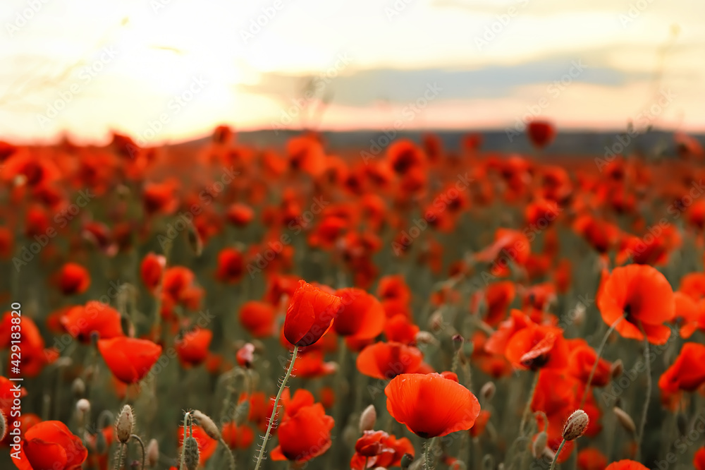 Naklejka premium Fields with red poppies at sunset. Selective focus. 