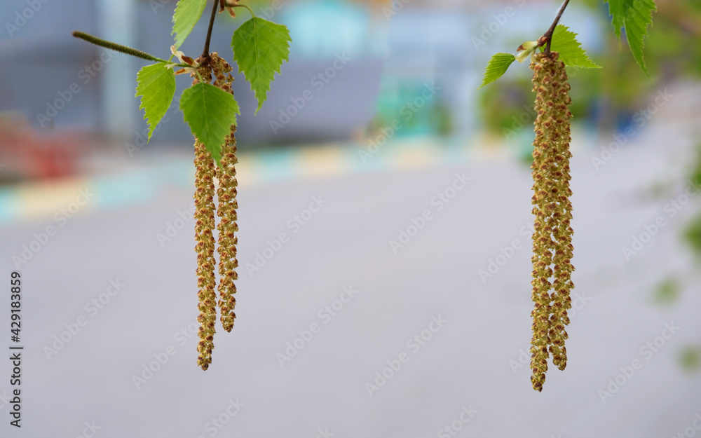 Fototapeta premium Green birch branch with leaves with earrings on a blurred background. Spring. The symbol of birch, widely used in production medicine, cosmetology and food industry.
