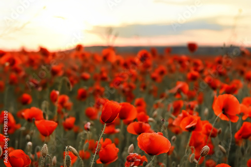 Fields with red poppies at sunset. Selective focus. © Ann Stryzhekin