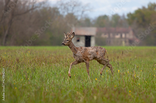 deer in a field