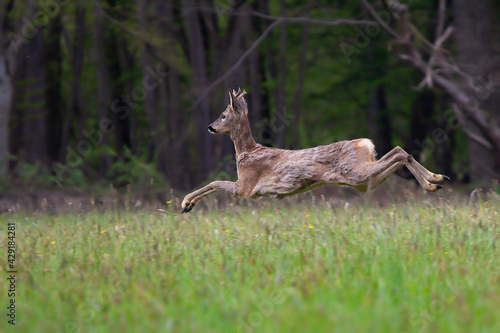 deer running in the forest