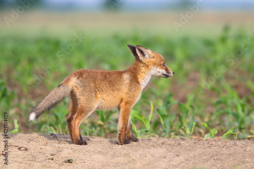 Young red fox in the spring corn field