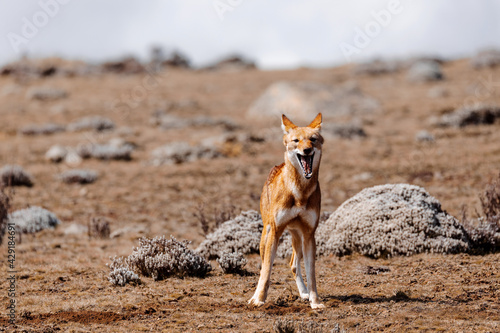 very rare endemic ethiopian wolf, Canis simensis, Sanetti Plateau in Bale mountains, Wolf hunting Big-headed African mole-rat. Africa Ethiopian wildlife. Only about 440 wolfs survived in Ethiopia photo