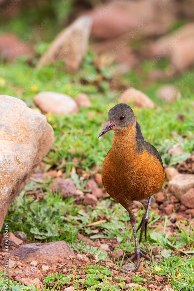 bird Rouget's Rail (Rougetius rougetii), Bale mountains national park, Ethiopia, Africa wildlife bird Rouget's Rail (Rougetius rougetii), Bale mountains national park, Ethiopia, Africa wildlife