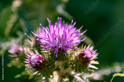 Silybum marianum