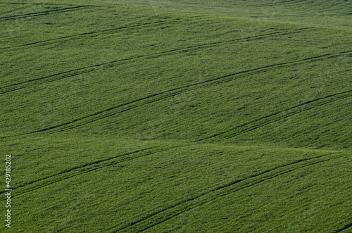 Green grass field background