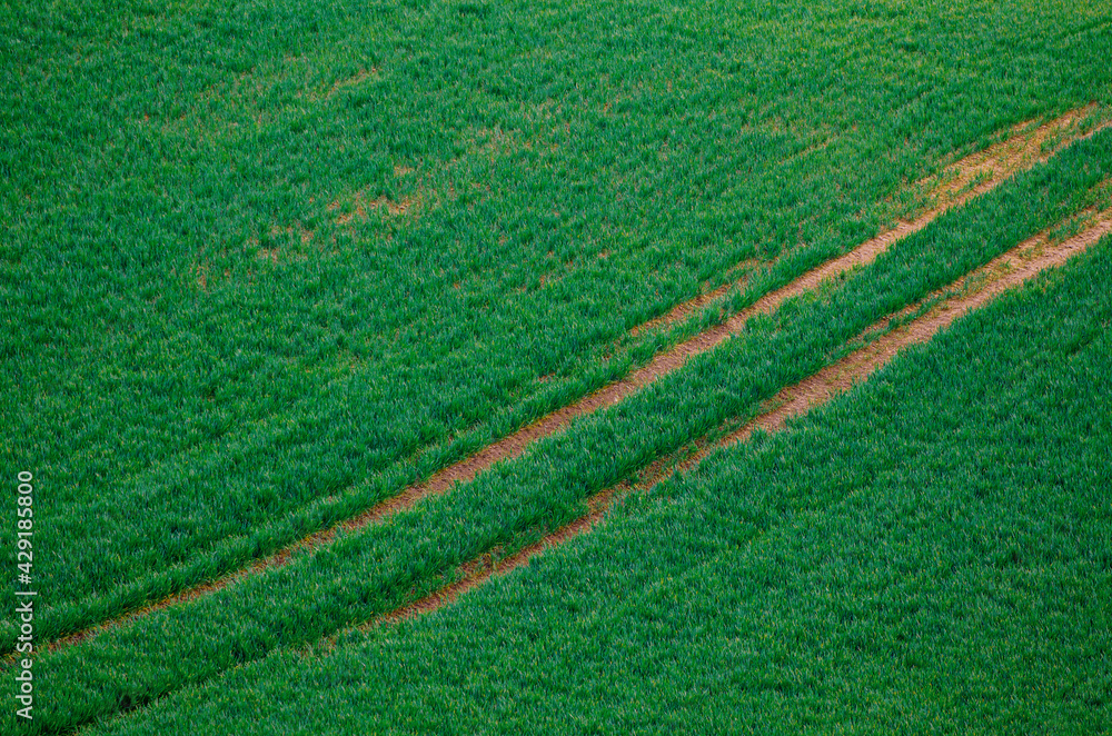 Green grass field background Green grass field background