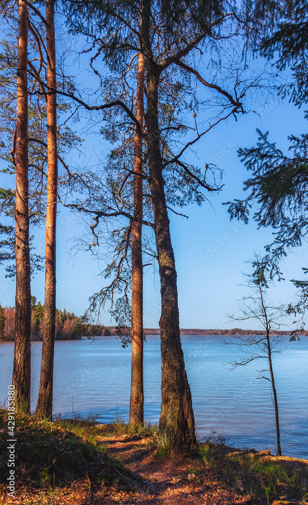 Trees in front of blue lake in the middle of forest. Coastline of lake at sunny day. Finnish landscape Lakeland Tranquility. Peaceful view on the Lake Bodom. Tourism in Finland. Rest by the calm water