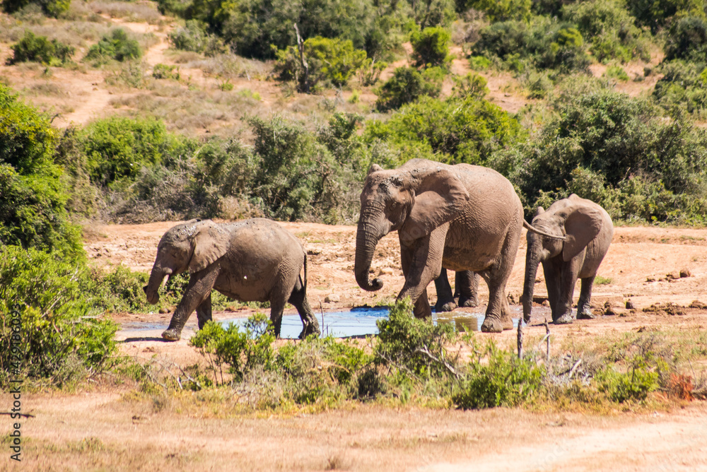 two elephants walking with others  in South Africa