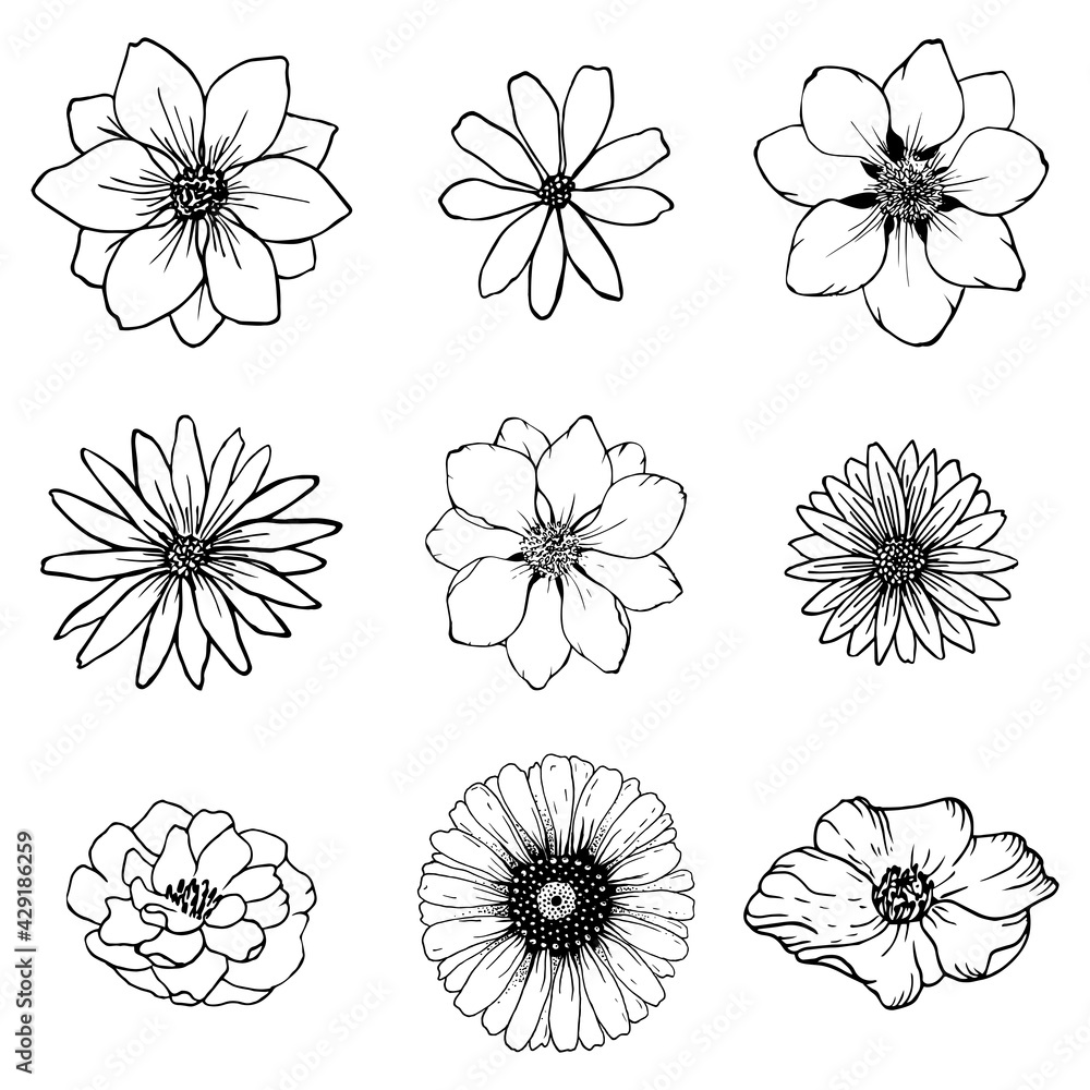 Set sketch flowers line drawing. Nature Line art vector. Botanical illustration.