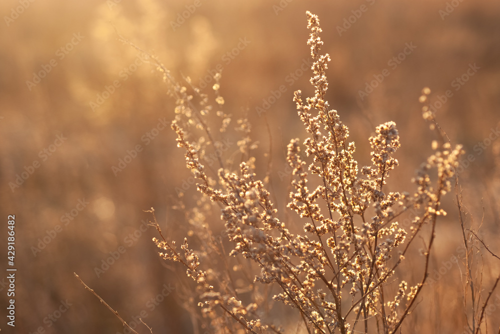 Fototapeta premium Growing wild grass wormwood in the field during the evening warm summer sunset